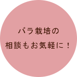 バラの栽培の相談もお気軽に